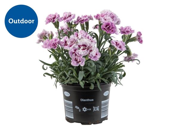 Dianthus