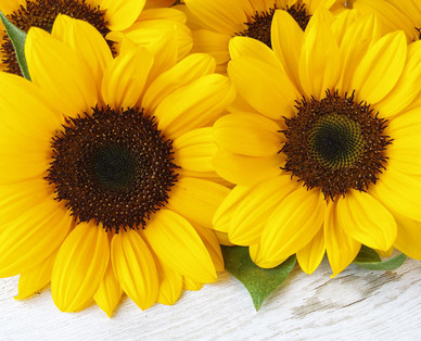 Sonnenblume