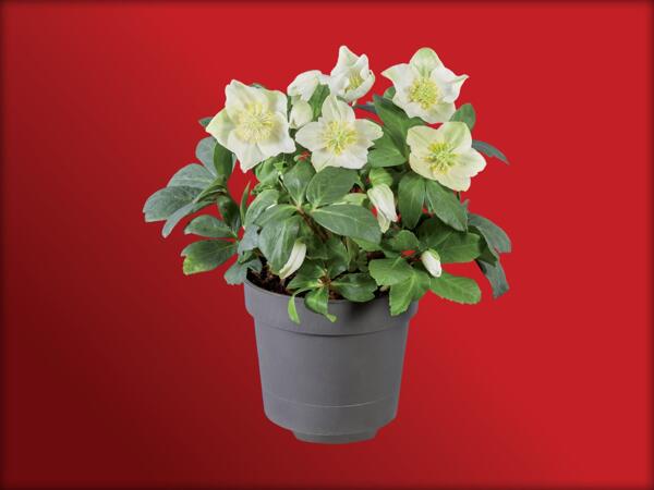 Rosa di Natale (elleboro nero)