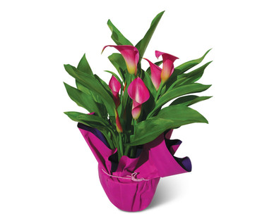 4" Calla Lily