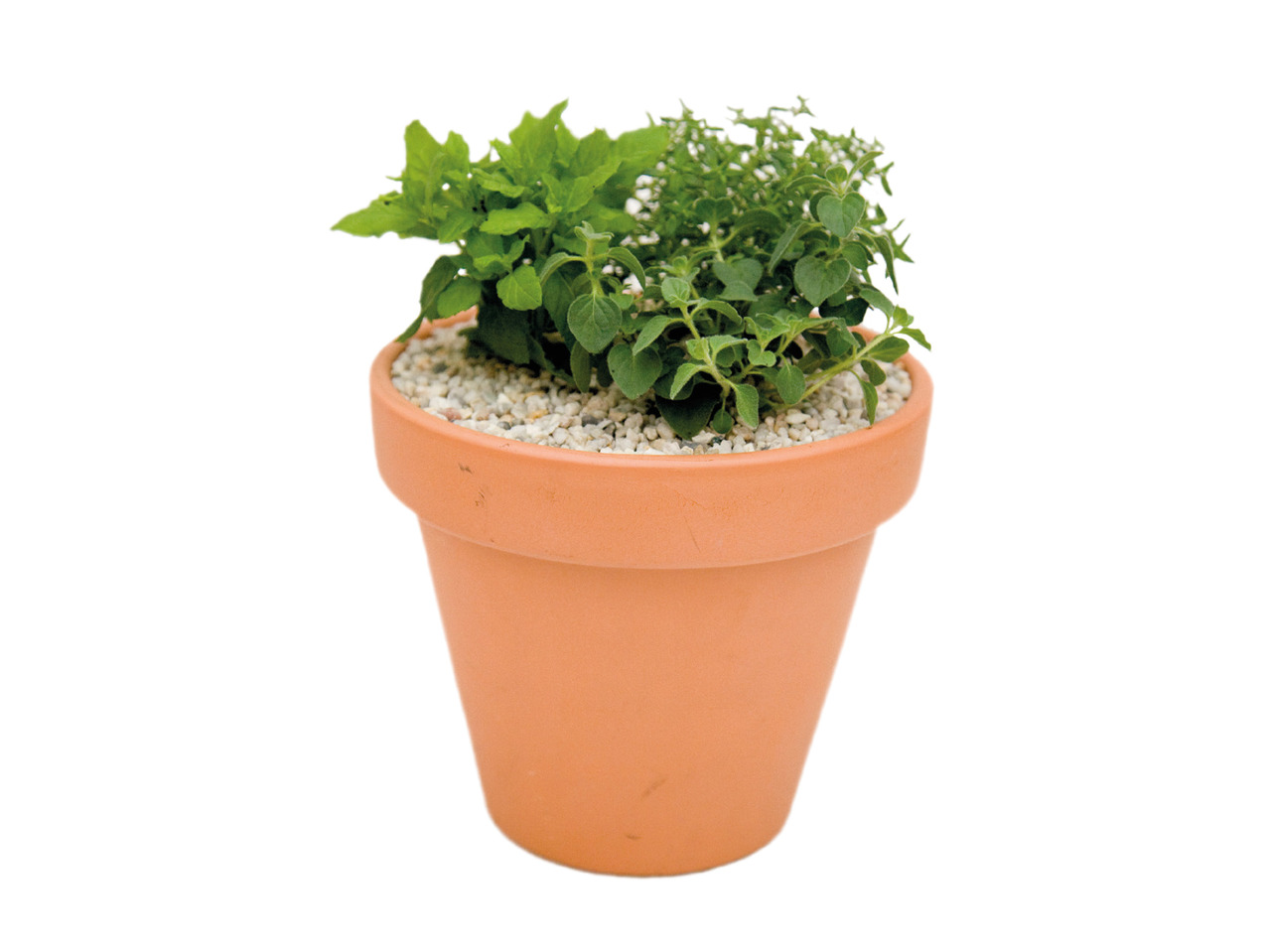 Herb Trio in Terracotta Pot1