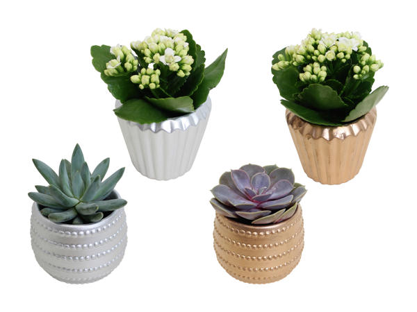 Kalanchoé et plante succulente dans un pot en céramique