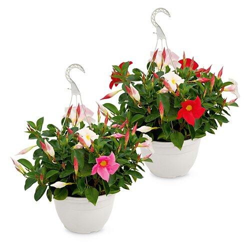 Dipladenia Ampel*