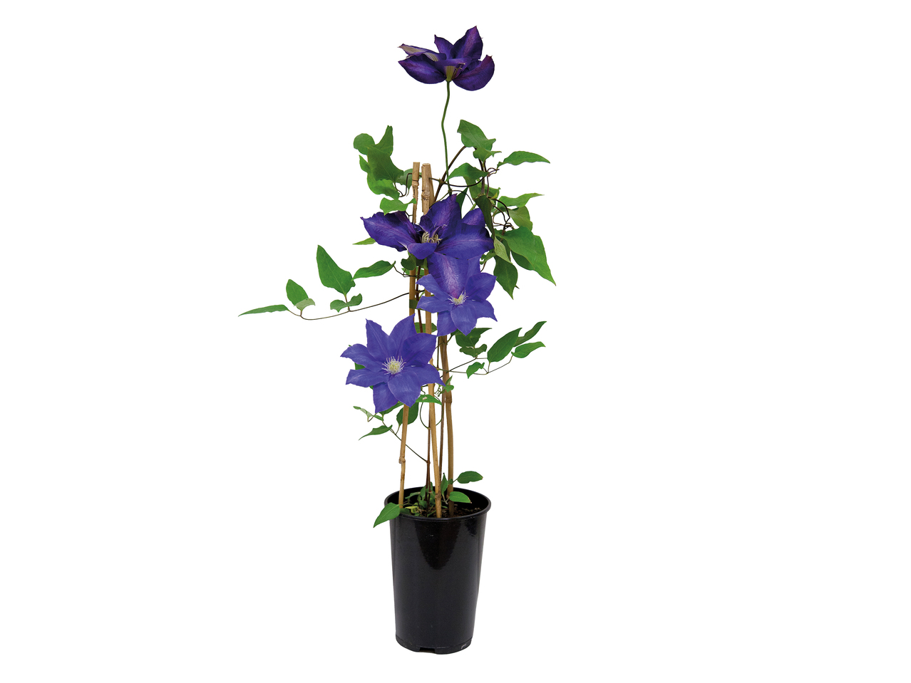 British Clematis1