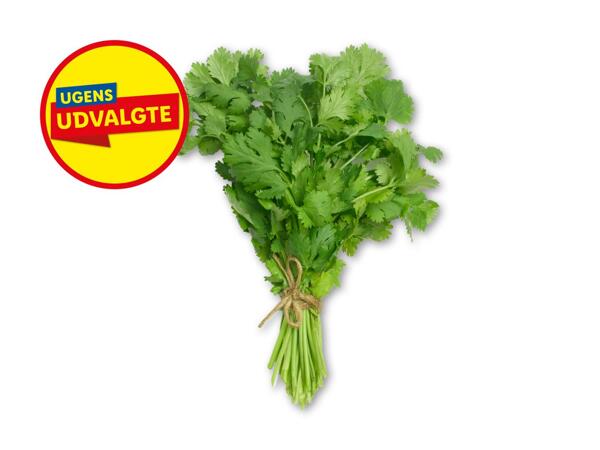 Bredbladet persille