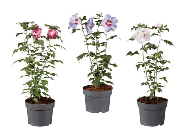 Hibiscus