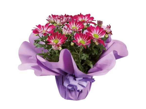 Gifting Pot Mum