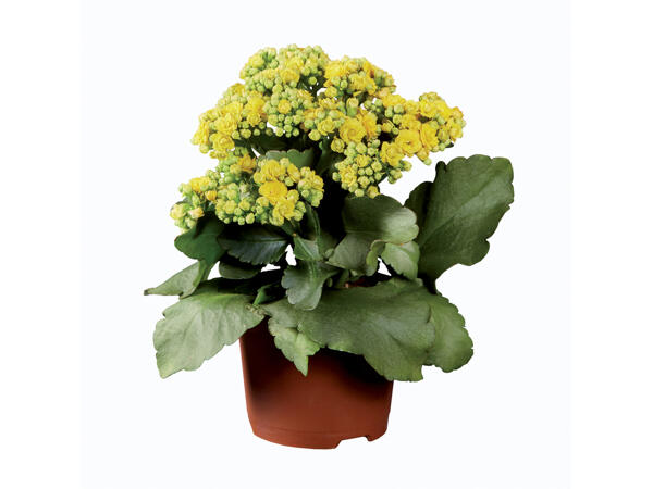Flowering Plants