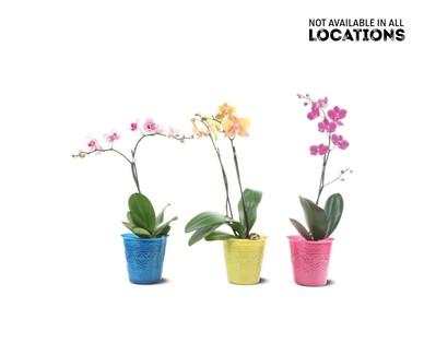 5" Easy Orchid
