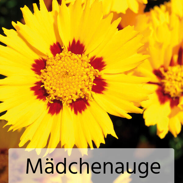 Gartenstauden-Mix