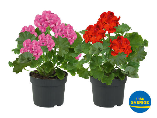 PELARGONER, STÅENDE