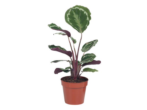 Calathea