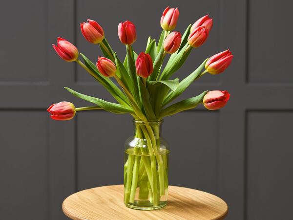 Christmas Tulips