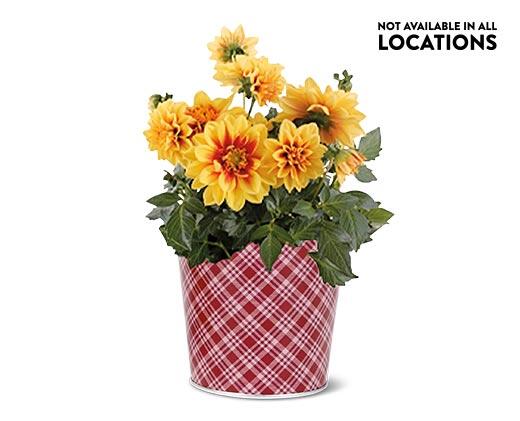 Potted Dahlia Assorted Colors