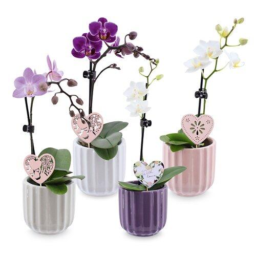 Mini-Orchidee