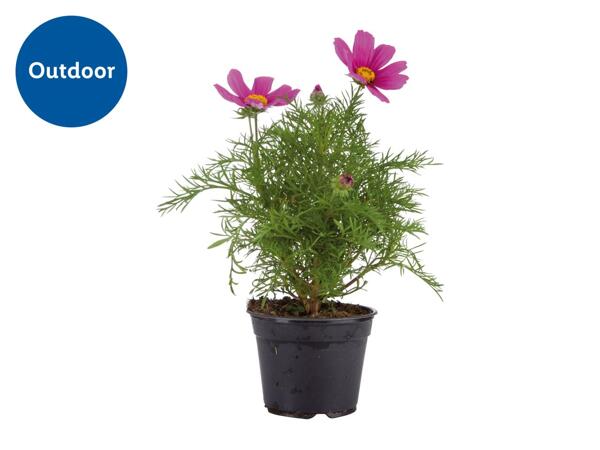 Assorted Flowering Plants