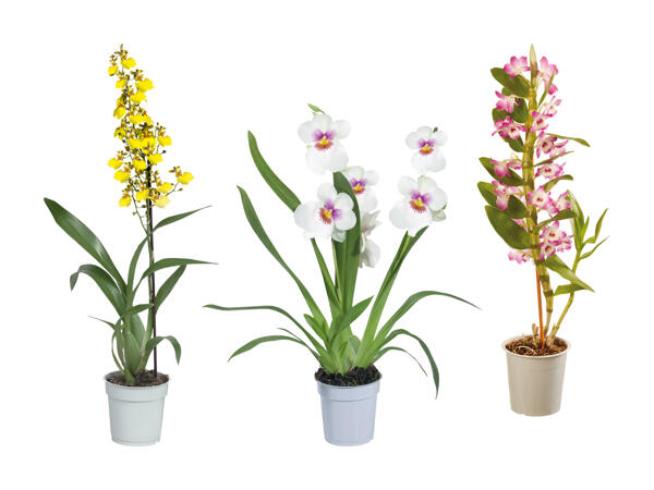 Orchidées