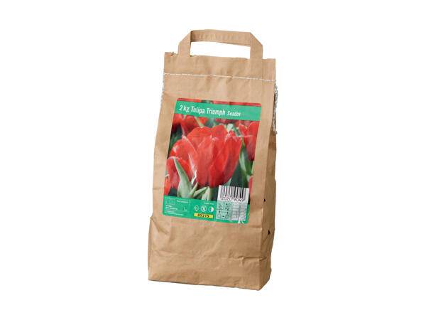 Tulipan blomsterløg