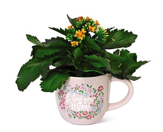 Kalanchoe in Mug Assorted Colors