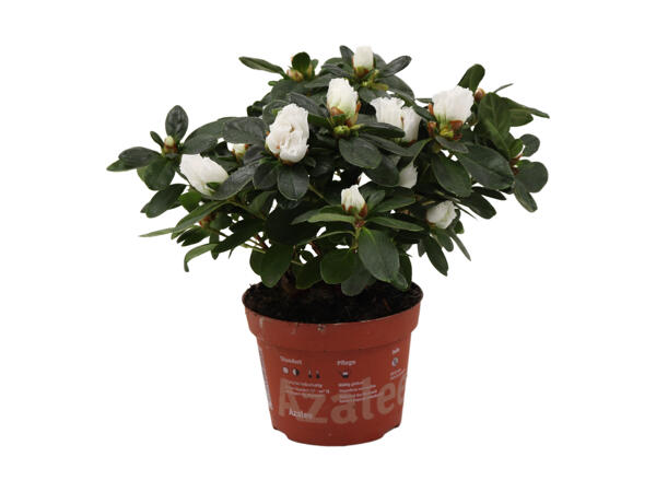 Azalea