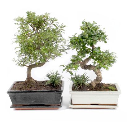 Ficus Ginseng oder Bonsai