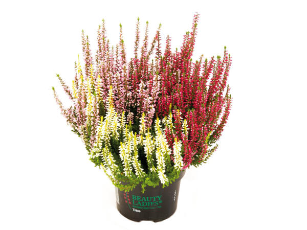 Calluna vulgaris 3 colours