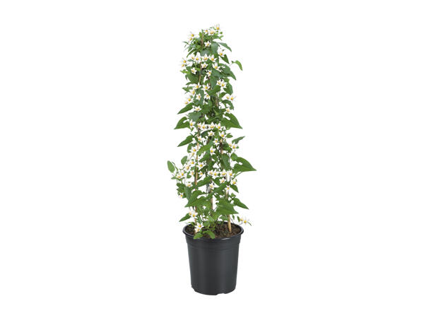 Jasmine Nightshade