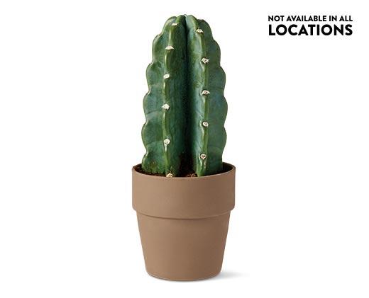 5" Cuddly Cactus
