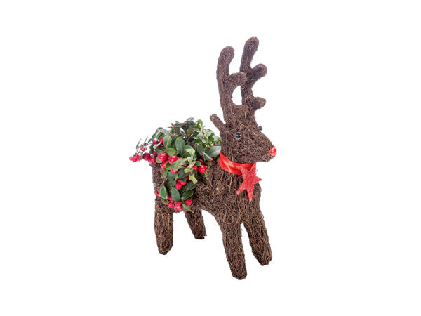 Christmas Reindeer
