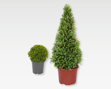 Boule ou pyramide en if GARDENLINE(R)