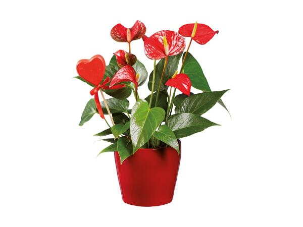 Plante i keramik