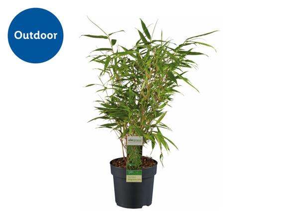 Garden Bamboo