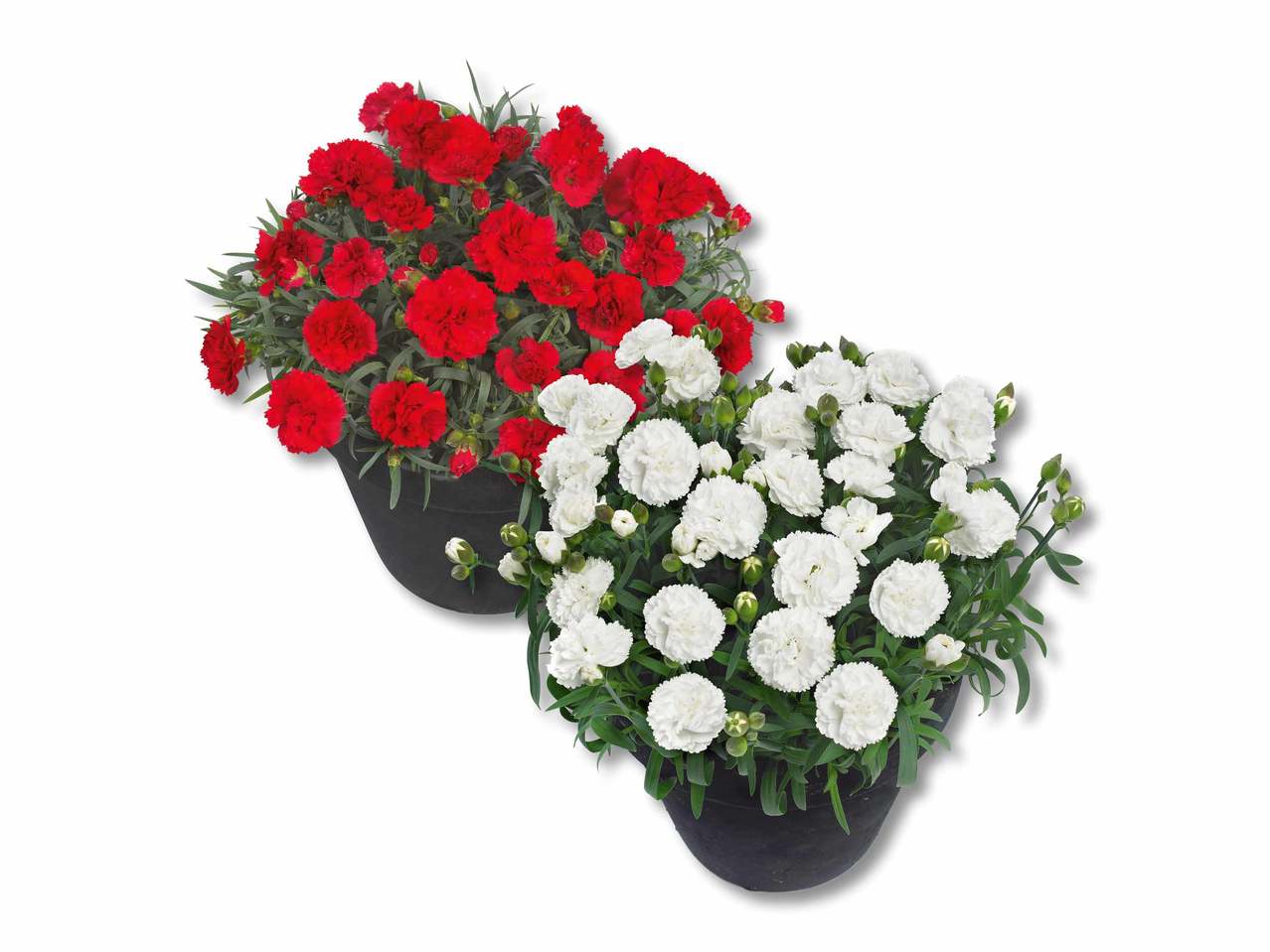 Dianthus adorables