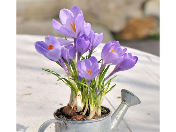 Krokus