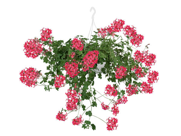 Plantes à suspendre