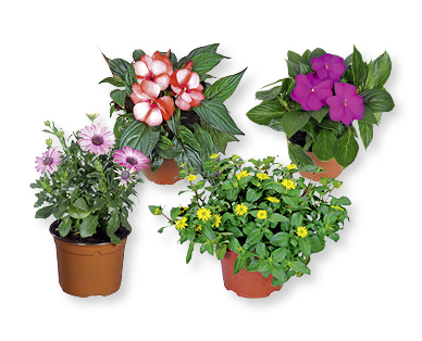 Fiori stagionali