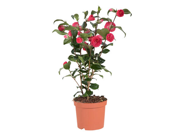 Camellia