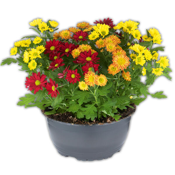 Chrysantheme