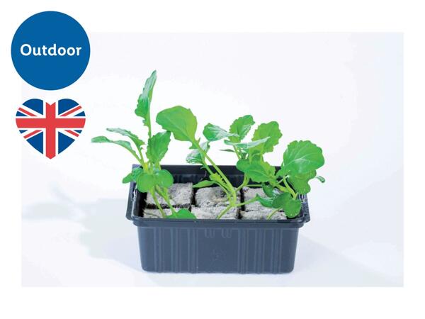 British Young Vegetable Plants