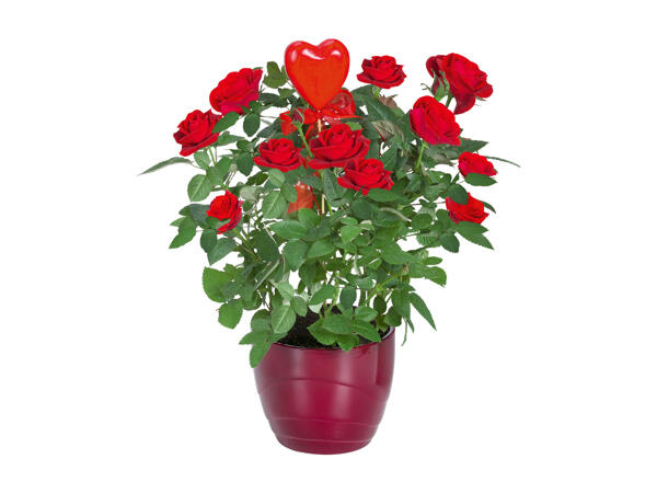 Roses or Kalanchoe