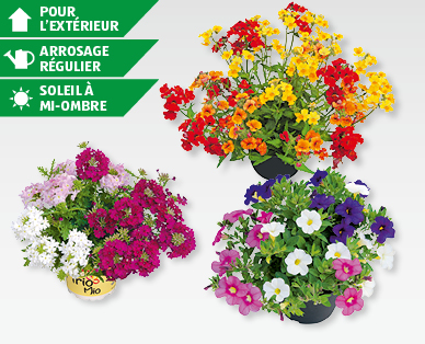 Trio de fleurs d'été