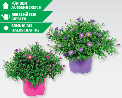 Herbstastern