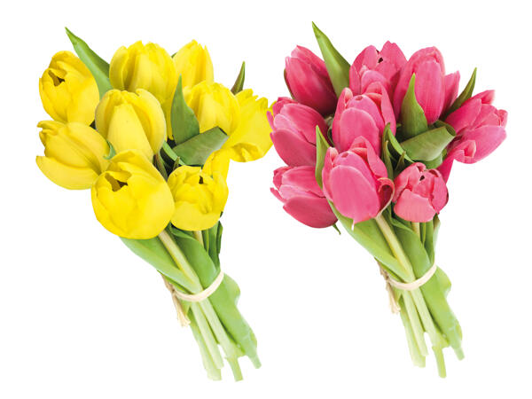 Tulpen