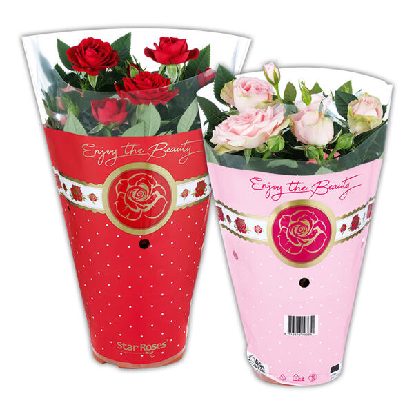 Topfrose