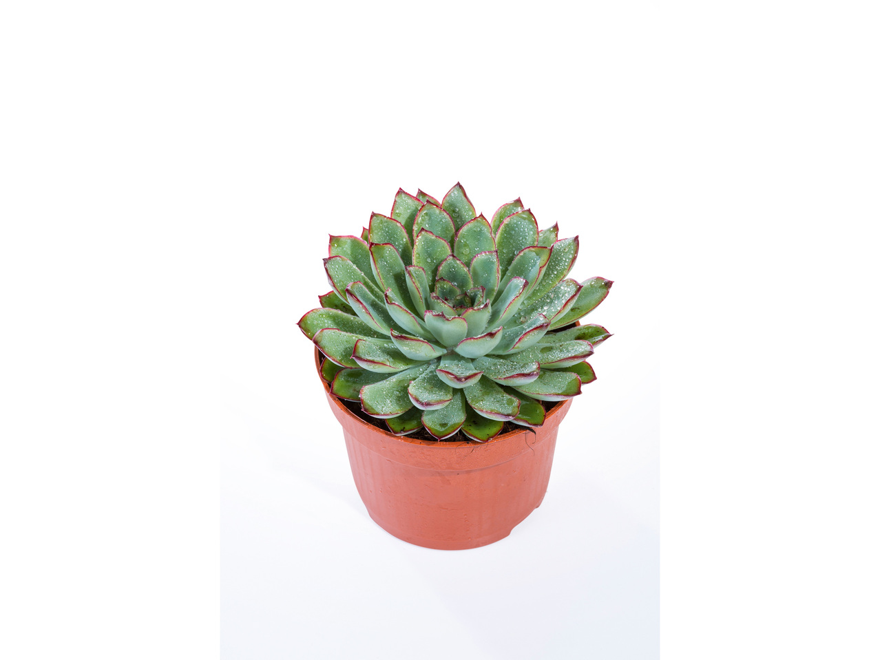Vetplantenmix