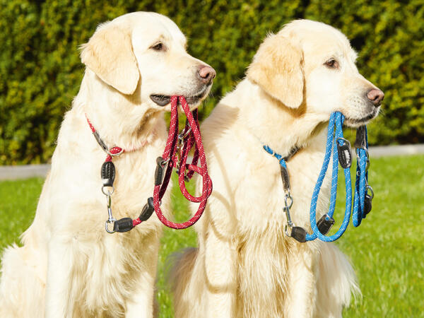 ZOOFARI(R) Hundesnor med halsbånd