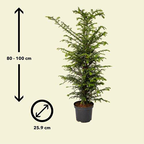 If commun HEC, 80 - 100 cm de haut