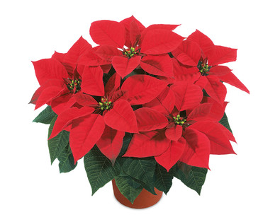 12cm Poinsettia