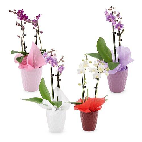 Orchideen zum Muttertag