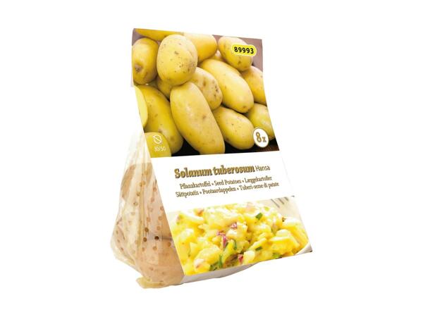 Læggekartofler
